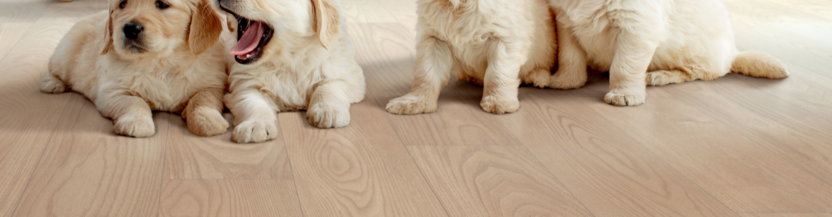 Vinyl Flooring in Living Room with Puppies